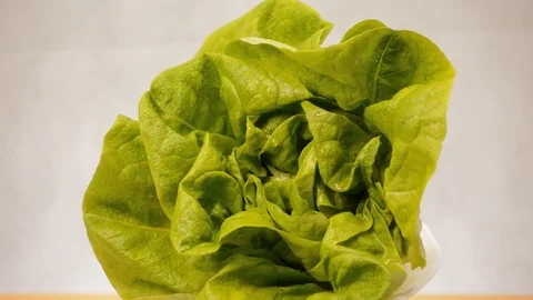 Snail Climbing on Lettuce Stock Footage 92112409