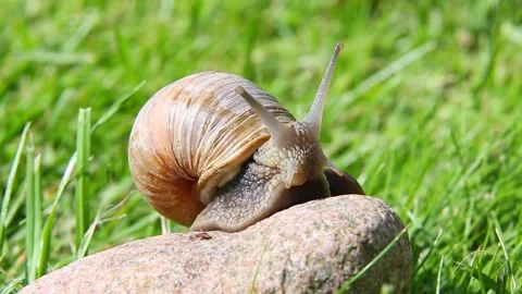 Snail climbing over stone on green grass in sunlight Video stock 319970342