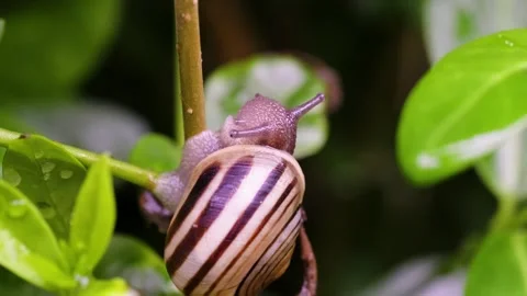 Snail Climbing Stem Macro Close Up Nature Video with Detail. Stock Footage 331944917