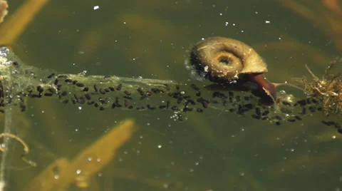 Snail climbing on strings with eggs of toads Stock Footage 37667943
