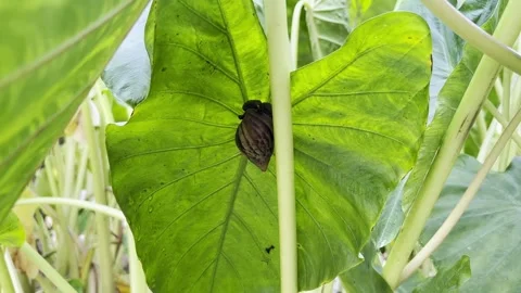 Snail Climbing on Taro Leaf in Tropical Garden Stock Footage 345104462