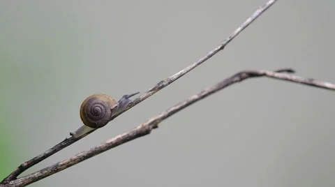 Snail climbing tree branch Stock Footage 55680894