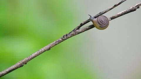 Snail climbing tree branch Stock Footage 55728498