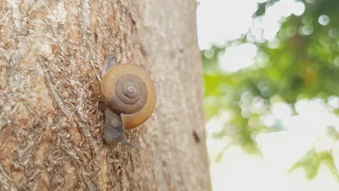 The snail is climbing from the tree. 스톡 동영상 95687437