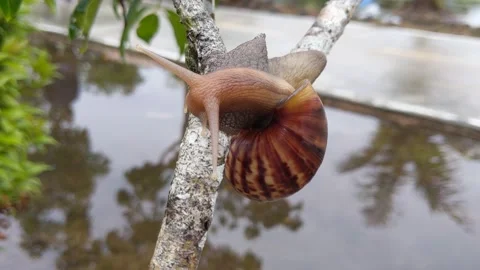 A snail climbing up a tree 库存影片 202790121