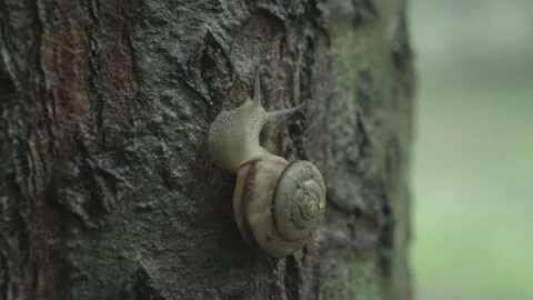 Snail is climbing a tree, outdoors, macro Stock Footage 204853685