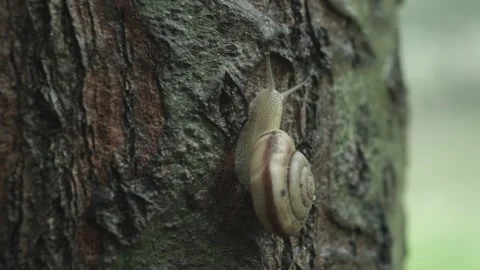 Snail is climbing a tree, outdoors, macro Stock Footage 204853686