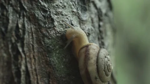 Snail is climbing a tree, outdoors, macro Stock Footage 204853690