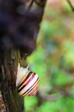 Snail climbing a tree Stock Photos