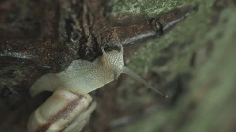 Snail is climbing a tree，outdoor, macro Stock Footage 204853658