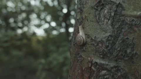Snail is climbing a tree，outdoor, macro Stock Footage 204853659