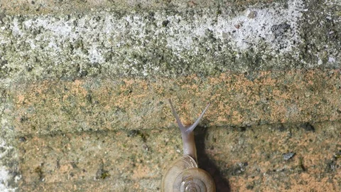 Snail climbing the wall Stock Footage 109062900
