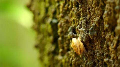Snail is climbing on wall, out door Chiangmai  Thailand. Stock Footage 253408401
