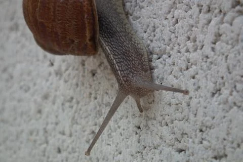 Snail climbing a wall Stock Photos