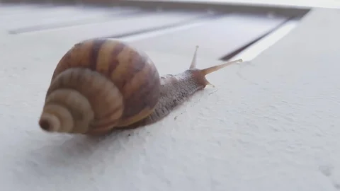 Snail climbing on a white wall. 스톡 동영상 95687102