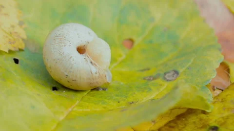 Snail Climbs Out Of Its Shell. Stock Footage 57520678