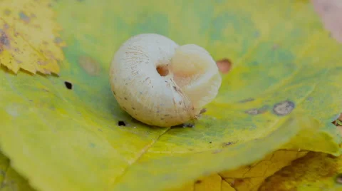 Snail Climbs Out Of Its Shell Stock Footage 57521050