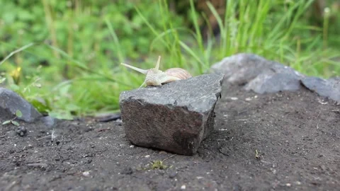 A snail climbs up over the stone. Close up view of a snail climbing up the stone Stock Footage 155200450