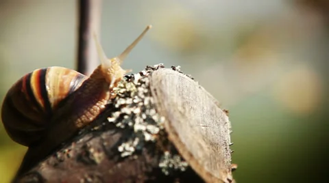 Snail climbs to the top of the branches Stock-Footage 37607434