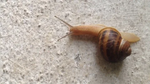 Snail climbs on a wall Stock Footage 81119788