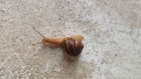 Snail climbs on a wall Stock-Footage 81119796