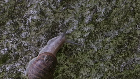 Snail climbs Wall Stock Footage 147745683