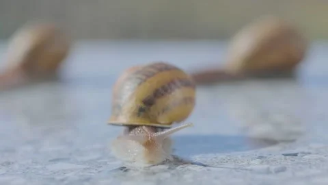 Snail Flat Stock Video Footage | Royalty Free Snail Flat Videos | Pond5