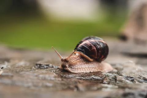 Snail close-up crawling on a stone on a green background. Stock Photos