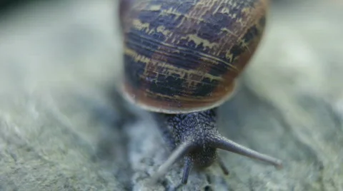 Snail close up, dolly track to eye 库存影片 351900