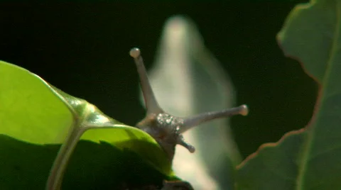 Snail in Close Up Stock Footage 420341