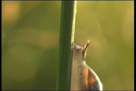 Snail, a close up 스톡 동영상 908243