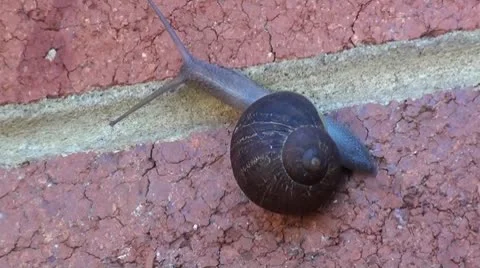 Snail up close Stock Footage 8850586