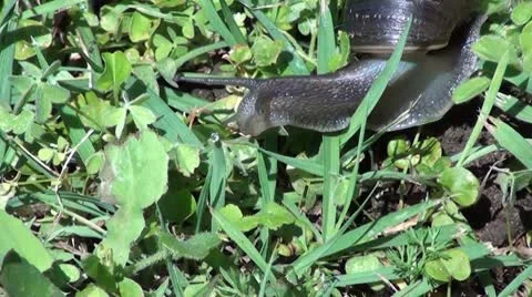 Snail up close Stock Footage 8850601