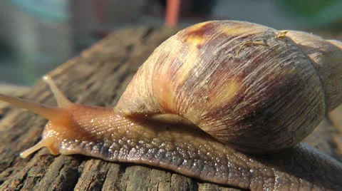 Snail close up Stock Footage 23345472