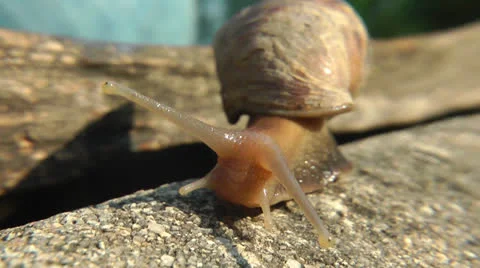 Snail - close up Stock Footage 23346336