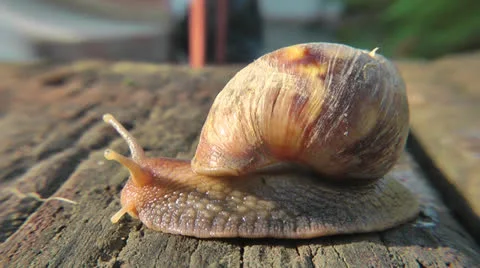 Snail - close up Video stock 23348965