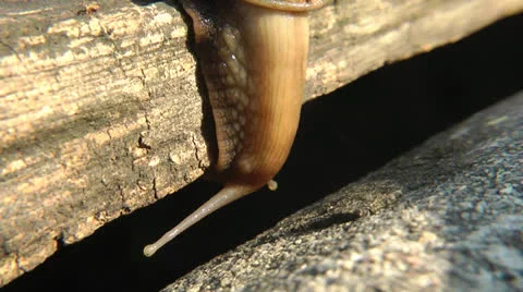 Snail - close up Stock Footage 23358411