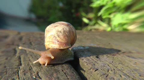 Snail close up 動画素材 23364651