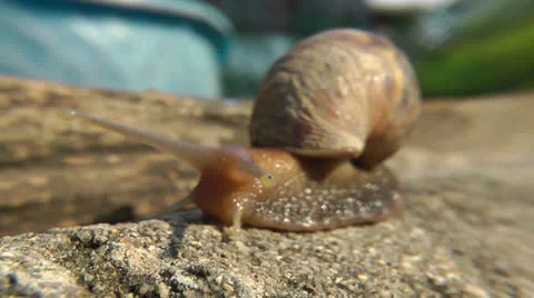 Snail close up 動画素材 23378030