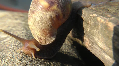 Snail close up 動画素材 23378193