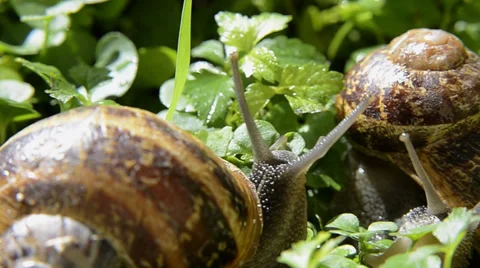 Snail, close up Stock Footage 33478874