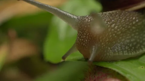 Snail up close. Stock Footage 49824180