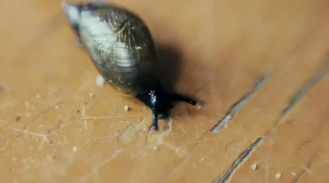 Snail close-up 스톡 동영상 53338247