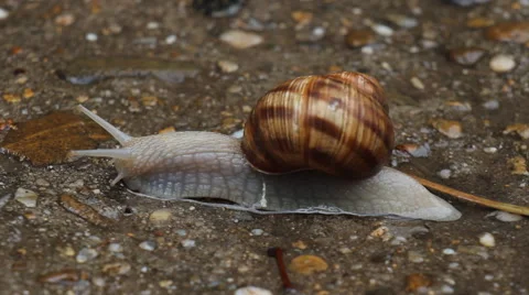 Snail close-up Stock Footage