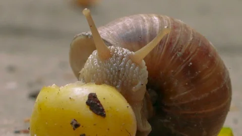 Snail close up Stock Footage 97817746