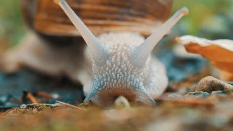 Snail close up Stock Footage 106571646