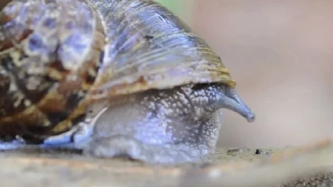 Snail Close Up Stock Footage 113044486