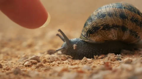 Snail Close Up Stock Footage 140333851