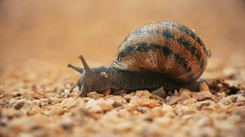 Snail Close Up Stock Footage 140333879