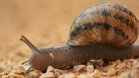 Snail Close Up Stock Footage 140333909